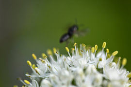 Zwiebelblüte vor grünem Hintergrund von Andreas Paul