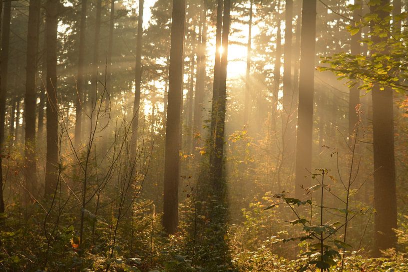 Een groep bomen in de herfst met zonnestralen van Klaas Dozeman