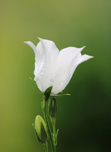 Bellflower - Campanula persicifolia I