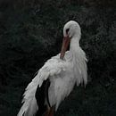 Stork by Loulou Beavers thumbnail