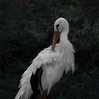 Stork