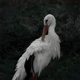 Cigogne sur Loulou Beavers