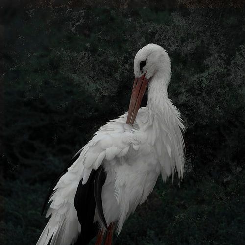 Stork by Loulou Beavers