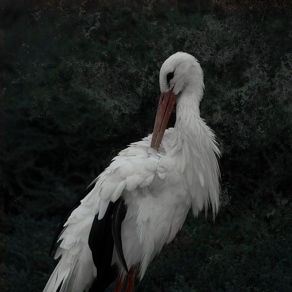 Storch von Loulou Beavers