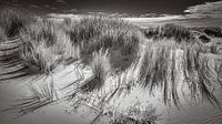 Nature in black and white of the Dutch coast by eric van der eijk thumbnail