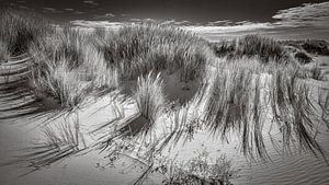 Nature en noir et blanc de la côte néerlandaise sur eric van der eijk