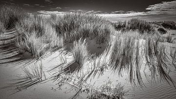 Nature in black and white of the Dutch coast