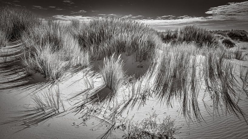 Nature in black and white of the Dutch coast by eric van der eijk