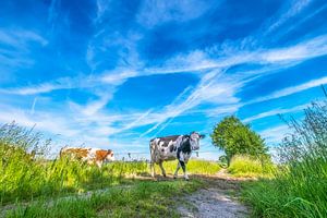 Une vache sur Niels Barto