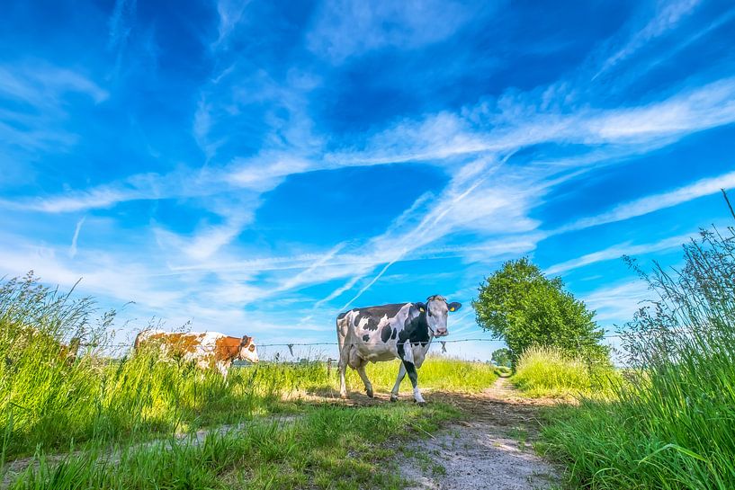 Une vache par Niels Barto