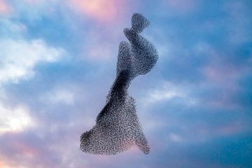 Starling murmuration during sunset at the end of the day by Sjoerd van der Wal Photography