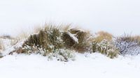 Sneeuw in de duinen van Herwin Wielink thumbnail
