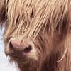 Portrait Scottish Highland Cattle by Claudia Moeckel