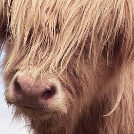 Portrait Scottish Highland Cattle by Claudia Moeckel