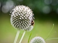 Bloem met bij