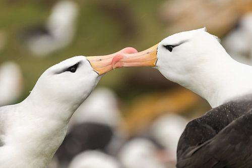 Een teder moment tussen albatrossen Falkland Eilanden