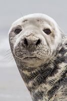 Natur | Robbenporträt Helgoland