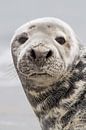 Natuur | Zeehond portret Helgoland van Servan Ott thumbnail