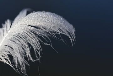 Wet feather by Ulrike Leone