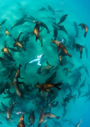 Eén met de groep zeeleeuwen
