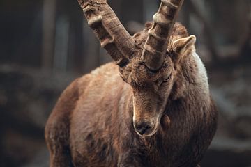 Koning van de Alpen | Steenbok van Laura Dijkslag