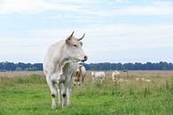 Blonde d'Aquitaine koe met  stier en kalveren op de achtergrond von Henk van den Brink Miniaturansicht