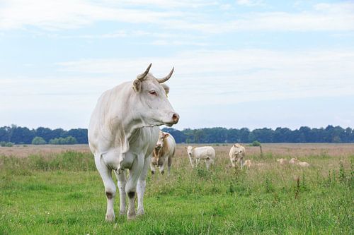 Blonde d'Aquitaine koe met  stier en kalveren op de achtergrond