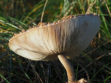 Paddenstoel van LisanneFotografie