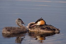 futen van Petra Vastenburg