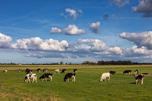 Koeien op een weiland in de buitenlucht