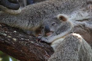 A baby koala and mother sitting in a gum tree on Magnetic Island, Queensland Australia