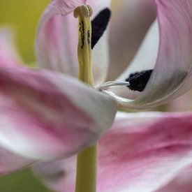 Uitgebloeide tulp van Bianca Muntinga