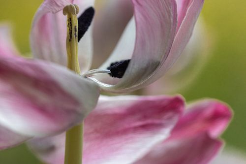 Ausgelöschte Tulpe