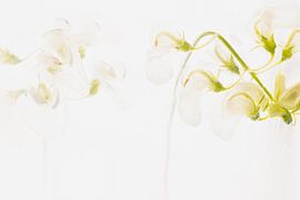 White vetch in ice 3