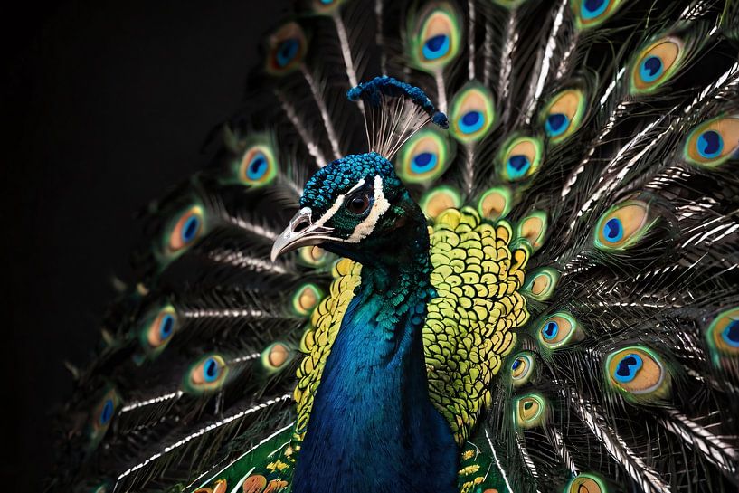 Colourful peacock on dark background by Art & Soul Creations