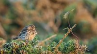 vogel en plantje
