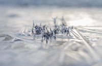 Leersumse veld part 7