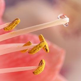 Blumen mit Reflexion in Wassertropfen von Cindy van der Sluijs