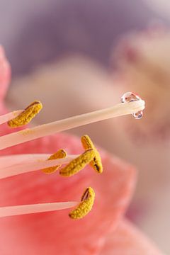 bloemen met reflectie in waterdruppels van Cindy van der Sluijs