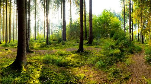 Sonnenaufgang im Wald