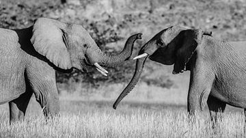 Black and white photo of two fighting male desert elephants / elephants - Twyfelfontein, Namibia by Martijn Smeets