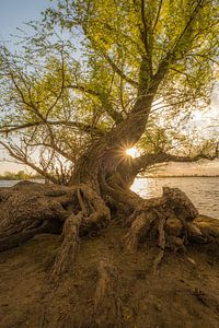 Nederlandse boomwortels - mangrove van Moetwil en van Dijk - Fotografie