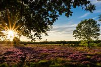Bloeiende heide op het Balloërveld