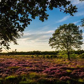 Flowering heathland on the Balloërveld by Dick Frieling