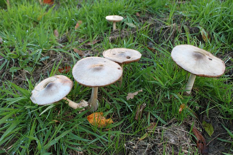 champignons par Roger Hagelstein
