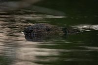 Swimming Beaver