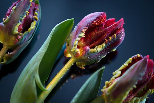 Drie papagaai tulpen met waterdruppels op een donkerblauwe plaat