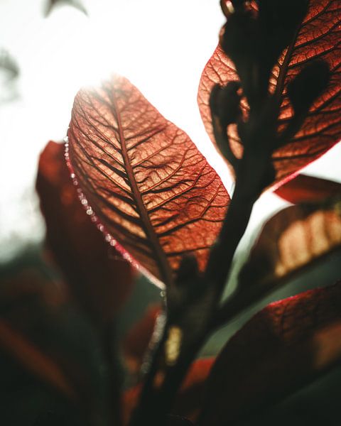 Leaf in the morning light by Jan
