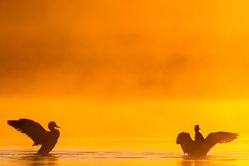 Krakeenden in mist bij zonsopkomst van Menno van Duijn