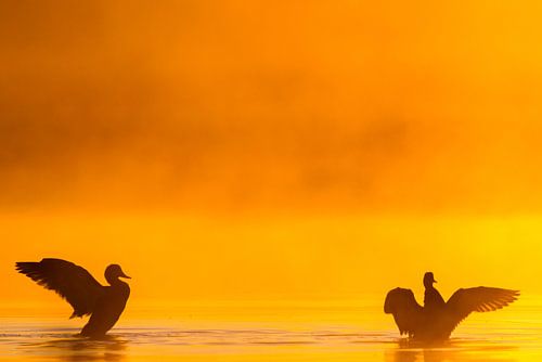 Krakeenden in mist bij zonsopkomst
